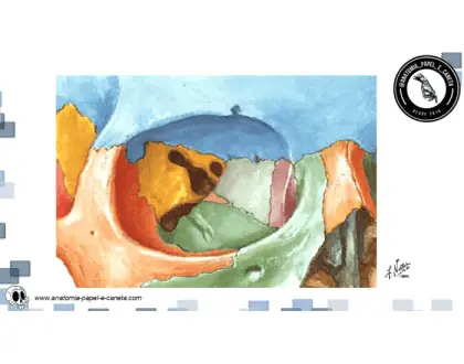 Crânio - 8