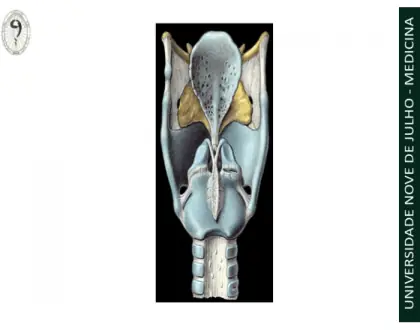 Laringe - vista posterior (Prof. Leandro Nobeschi)