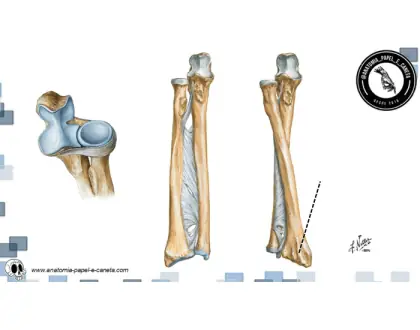 Rádio e ulna - 1