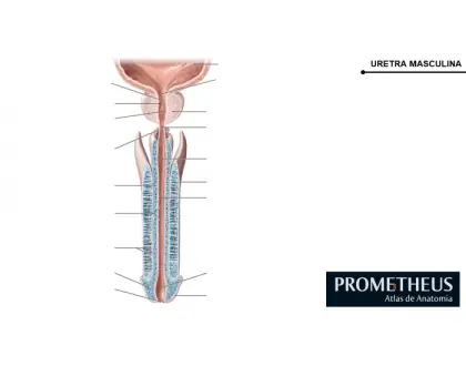 uretra